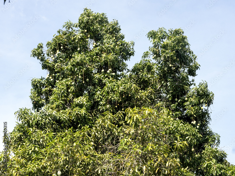 Mango on a tree by the road. Colombia