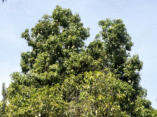 Obraz na płótnie Mango on a tree by the road. Colombia w salonie