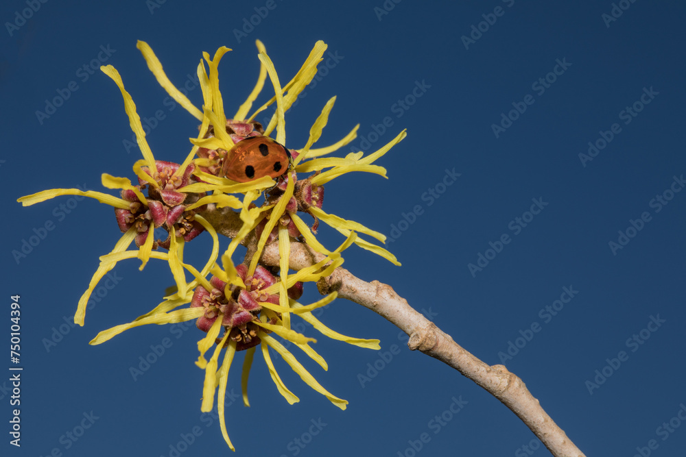 Fototapeta premium Marienkäfer auf Zaubernuss