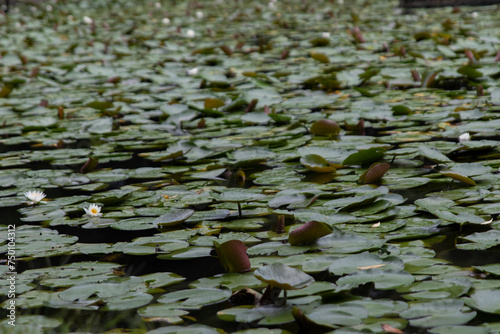 Lotus on a lake in Tokyo  Japan 