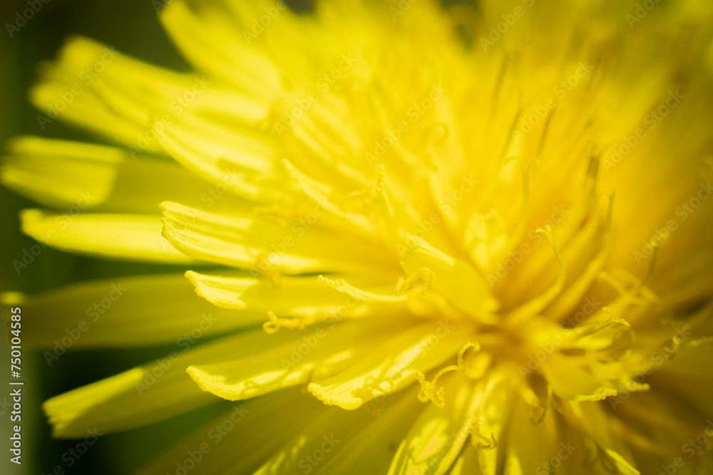 Yellow flower, dandelion in the meadow in spring. Background image. Yellow flower, dandelion in the meadow in spring. Background image.