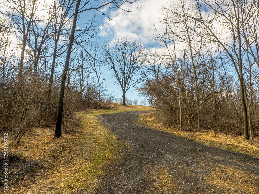 road in the woods