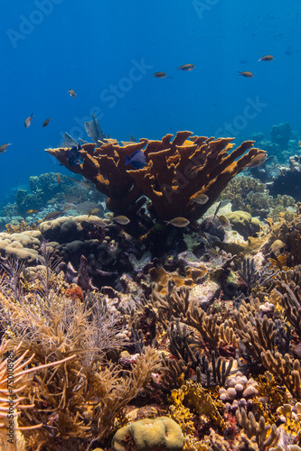 Elkhorn Coral at Oostpunt / Eastpoint, Curaçao photo