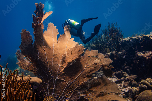 Scuba Diver and Large Sea Fan, Oostpunt / Eastpoint, Curaçao  photo