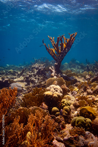 Elkhorn Coral at Oostpunt / Eastpoint, Curaçao photo