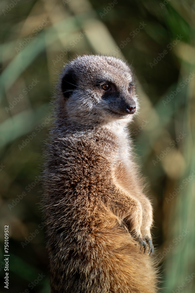 Fototapeta premium Meerkat
