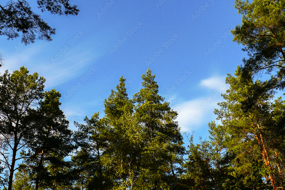 tall pine trees and blue sky in summer forest