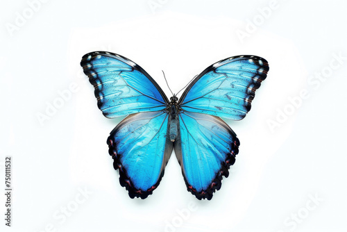 A vibrant blue butterfly stands out against a pristine white background, exuding elegance and beauty