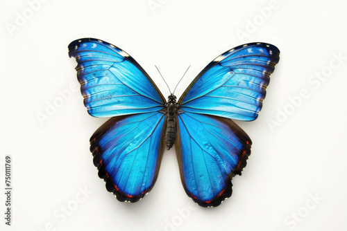 A vibrant blue butterfly stands out against a pristine white background  exuding elegance and beauty