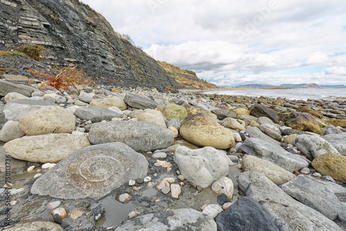 Beach ammonite at Lyme Regis, Dorset, UK. 