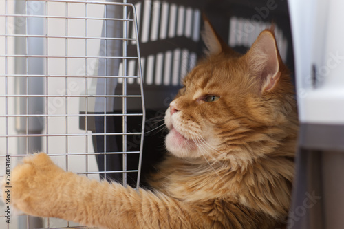 A red Maine coon cat lying in a cat carrier and looking out of it. Close up.