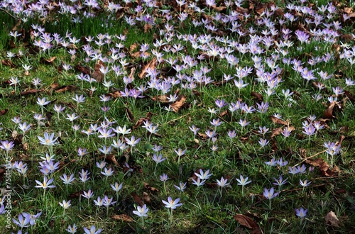 lila and white crocus flowers at spring in park photo