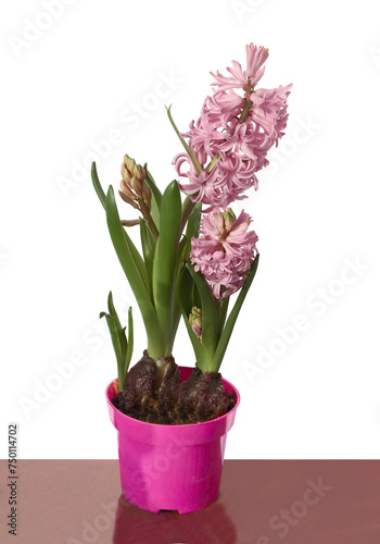 pink and lila hyacinth flowers close up