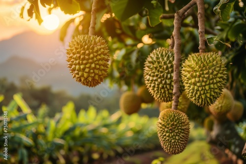 Durian fruit hanging from trees in orchard. A cluster of spiky durian fruits dominates the foreground, with a lush tropical farm landscape and mountains in the soft-focus background.