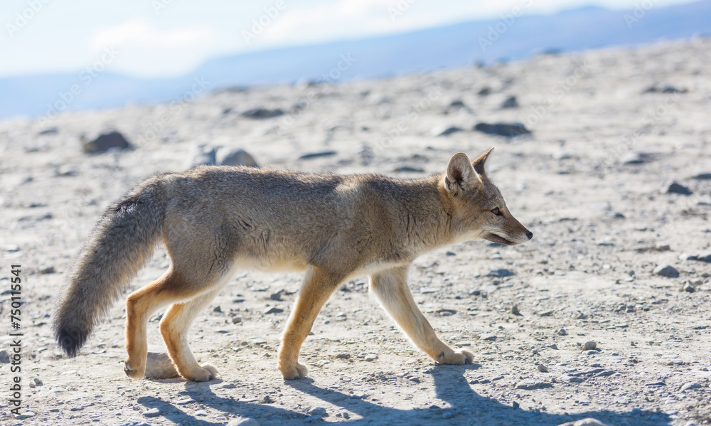 Naklejka premium Fox in Patagonia