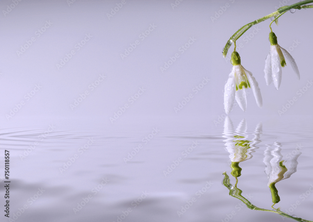 bunch of snow drops flowers and water drops bunch of snow drops flowers and water drops