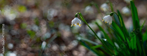Leucojum vernum (spring snowflake) in spring forest, Czech republic, Europe