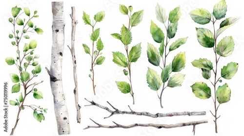 Birch Trees with Buds and Branches - Watercolor Illustrations on White Background Generative AI