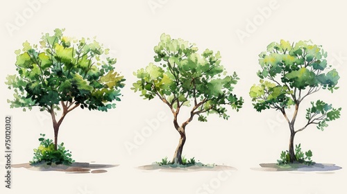 Minimalist Watercolor Shrub Illustration in Side View Generative AI