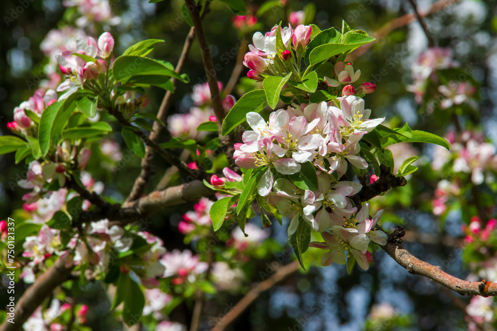 fruit trees in bloom