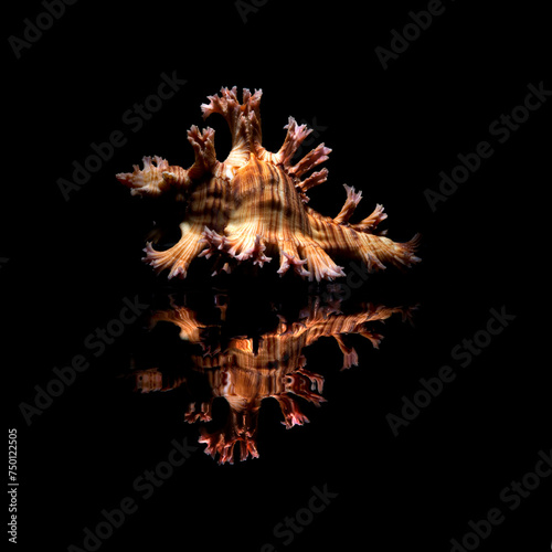 Seashell isolated on black background, Chicoreus palmarosae is a species of predatory sea snail, a marine gastropod mollusk in the family Muricidae
 photo