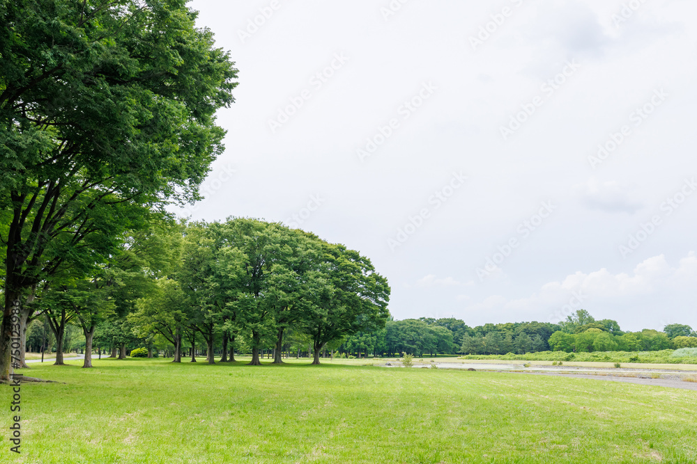 公園の風景　新緑のきれいなクスノキ