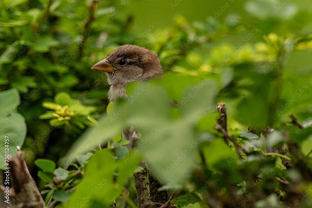 Fototapeta premium Bird