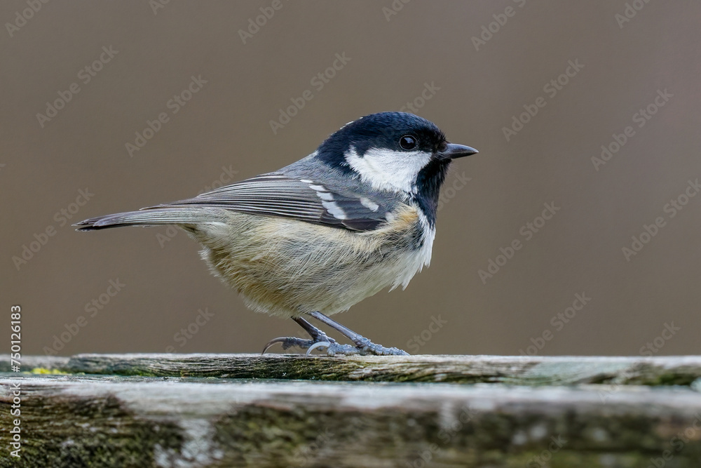 Obraz premium Coal tit