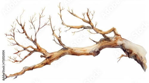 Hand Drawn Watercolor Illustration of a Dry Branch from a Big Tree Generative AI