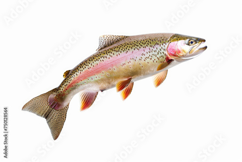 A rainbow trout leaps against a clean white background