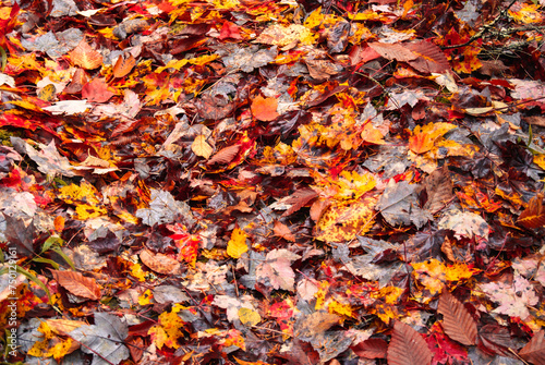 autumn leaves background