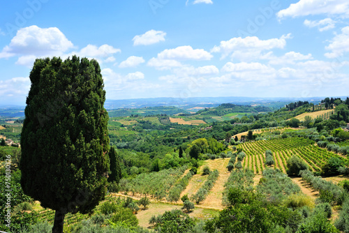 View over the vineyards and olive groves of Tuscany with cypress tree, Italy