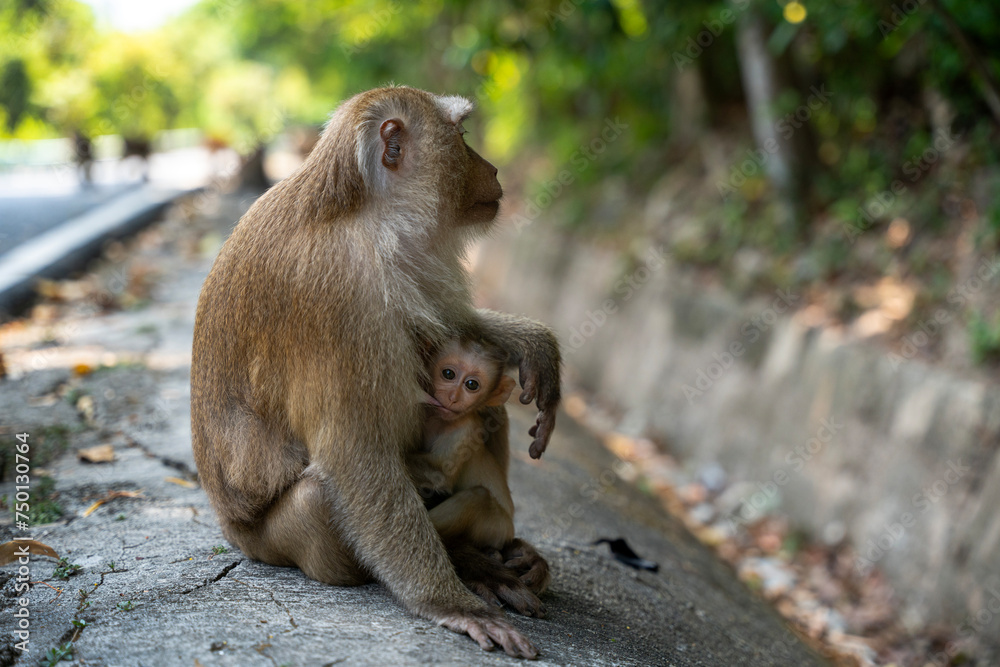 Obraz premium Little monkey sucks its mother's nipple