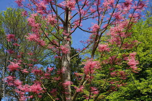 pink flamingo toon chinese mahogany tree in the park in Tours, France