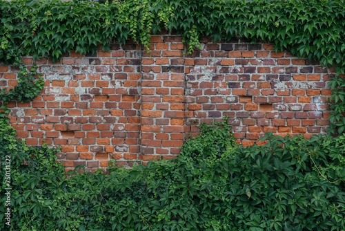 Nature's Embrace: Ivy-Covered Brick Wall in Urban Setting © Marinesea