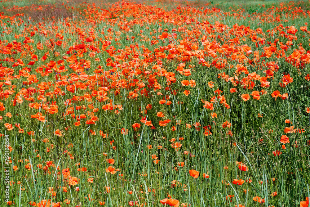 Fototapeta premium Brightly colored flowers fill the entire landscape.