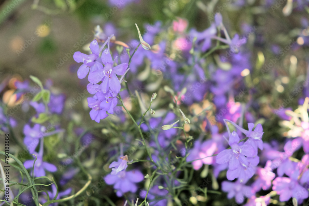 The image captures the delicate nature of purple flowers surrounded by lush greenery under subtle lighting. The image captures the delicate nature of purple flowers surrounded by lush greenery under subtle lighting.