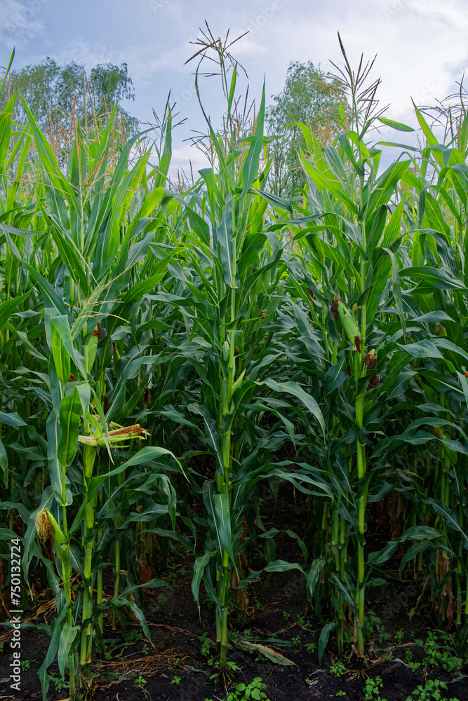 Green corn stalks growing in rich brown soil.