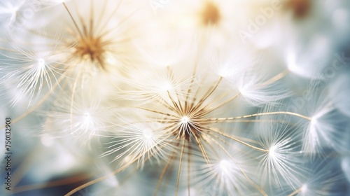 Fluffy dandelion seeds are captured in extreme detail in an impressive macro shot.