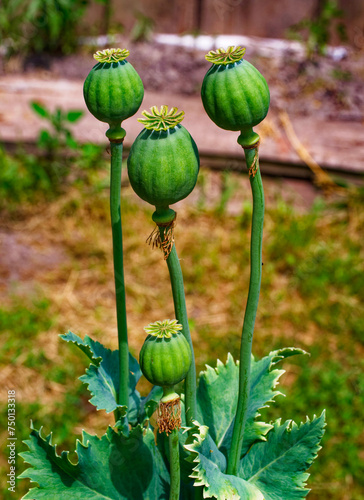 The image shows four green poppy seed pods with jagged leaves on a blurred background of soil and grass.