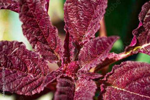 A close-up of red and purple leaves with a textured surface.