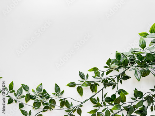 Wallpaper Mural Green variegated leaves of wandering jew plant extending into the frame from the top right corner on clean white background with copy space. Top view. Torontodigital.ca