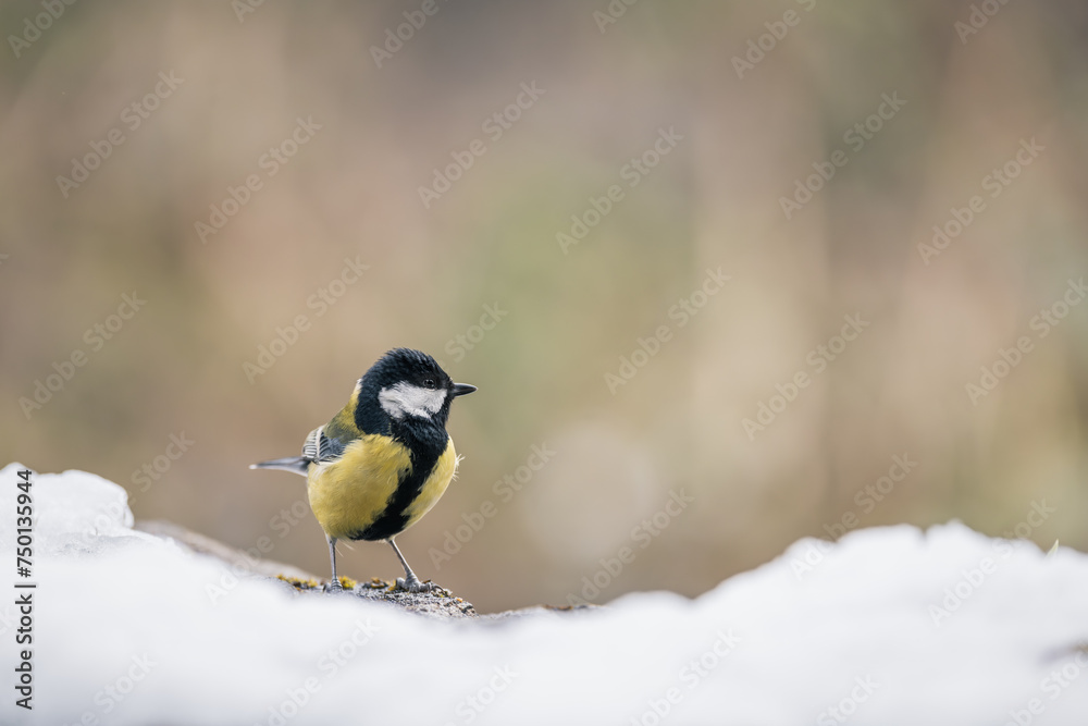 Great tit (Parus major), on the snowy ground Great tit (Parus major), on the snowy ground