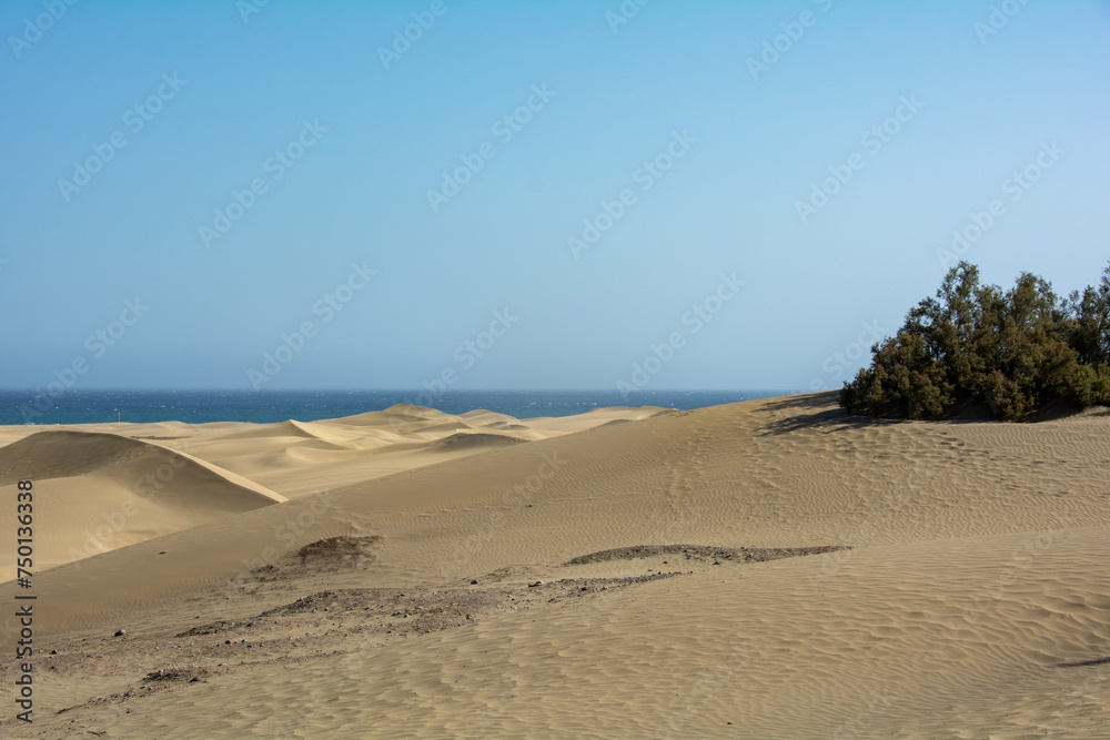 Sandy beach  and dune with  a tree overlooking the sea