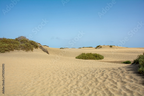Sand dunes with green plants of Maspalomas on Gran Canaria in Spain