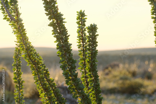 Ocotillo plant close up in New Mexico landscape during autumn season. photo