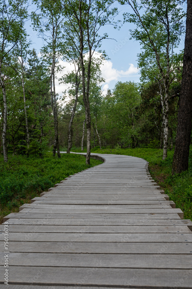 Wooden footbridge in a bog