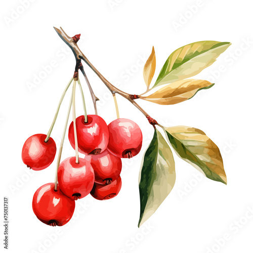 watercolor painting of a withania somnifera of winter cherry with leaf, isolated on a white background, Vector clipart, Drawing Illustration