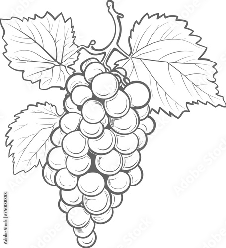 Grapes clipart design illustration