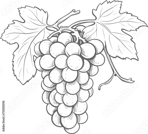 Grapes clipart design illustration